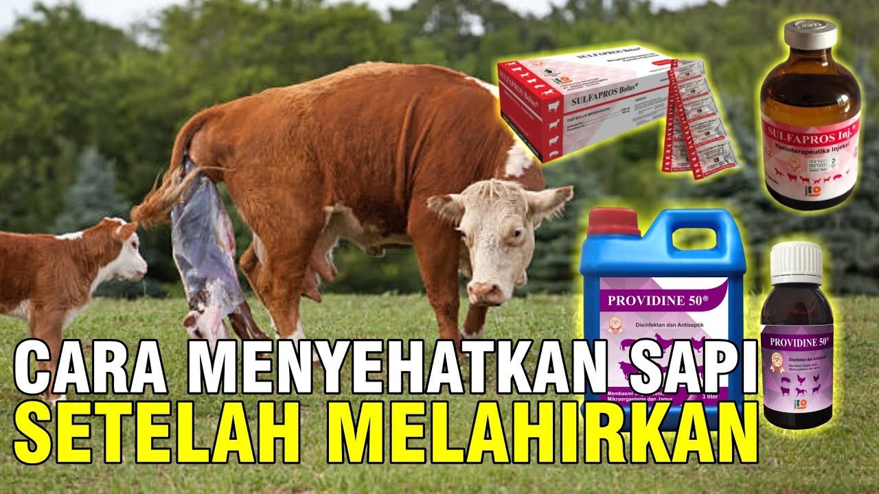 
                                 Perlakuan-Sapi-Pasca-Melahirkan